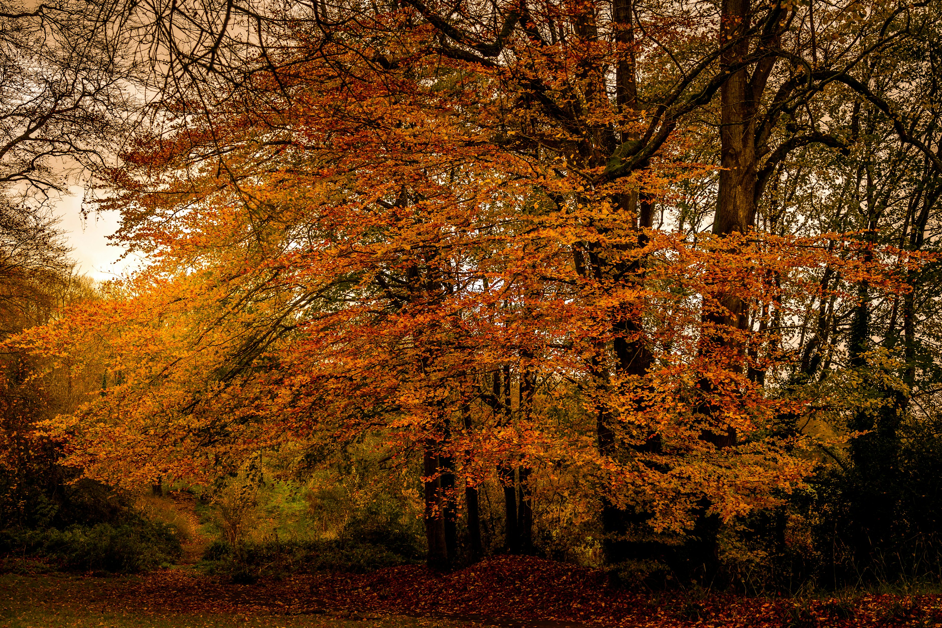 brown and yellow trees during daytime